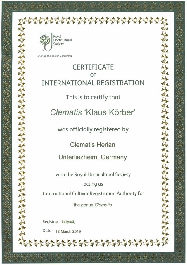 Zertifikat mit der Registrierung der Clematissorte Klaus Körber
